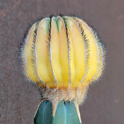 Uebelmannia Pectinifera variegata