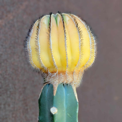 Uebelmannia Pectinifera variegata