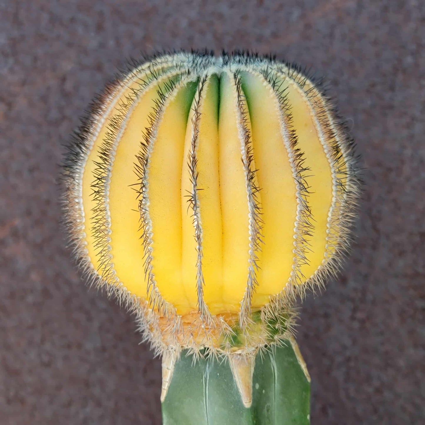 Uebelmannia Pectinifera variegata