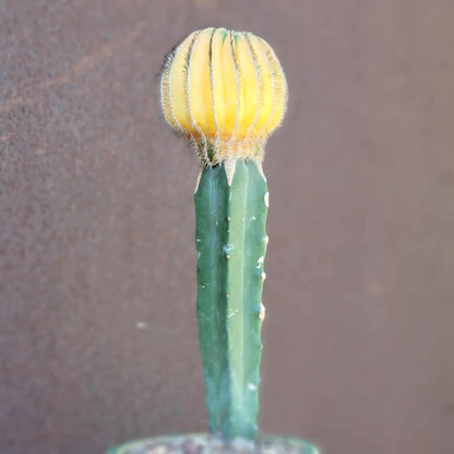 Uebelmannia Pectinifera variegata