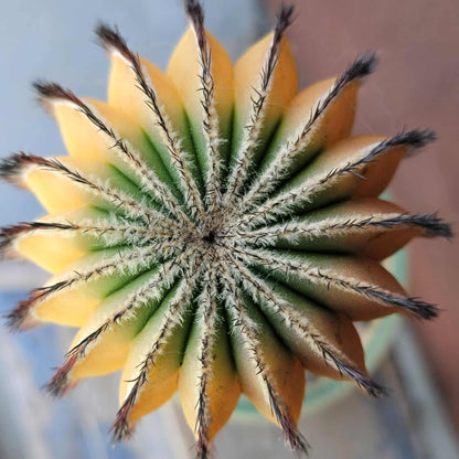 Uebelmannia Pectinifera variegata