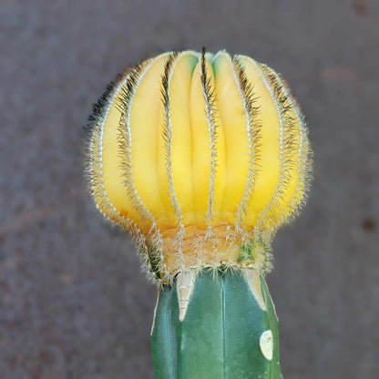 Uebelmannia Pectinifera variegata