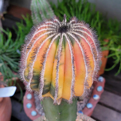 Uebelmannia Pectinifera variegata