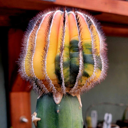 Uebelmannia Pectinifera variegata