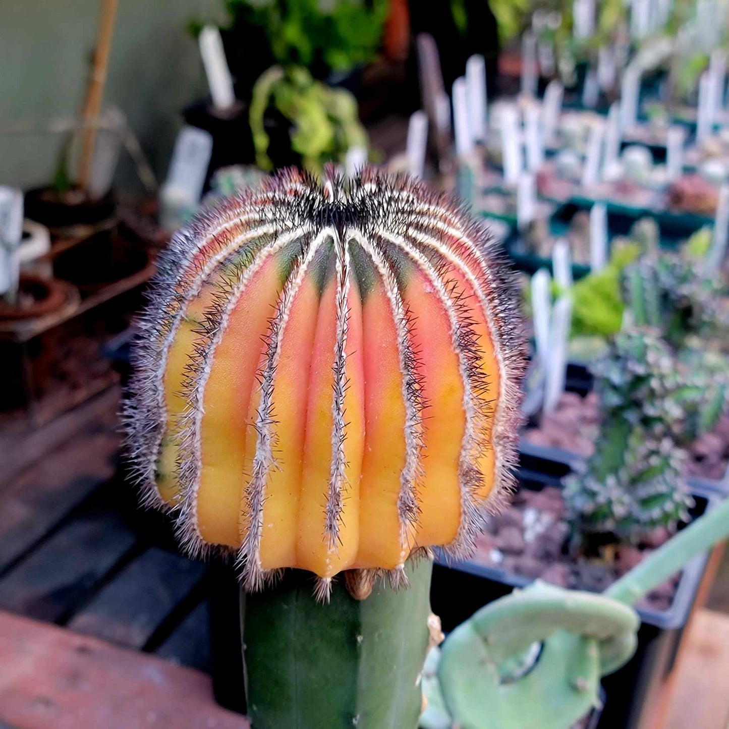 Uebelmannia Pectinifera variegata