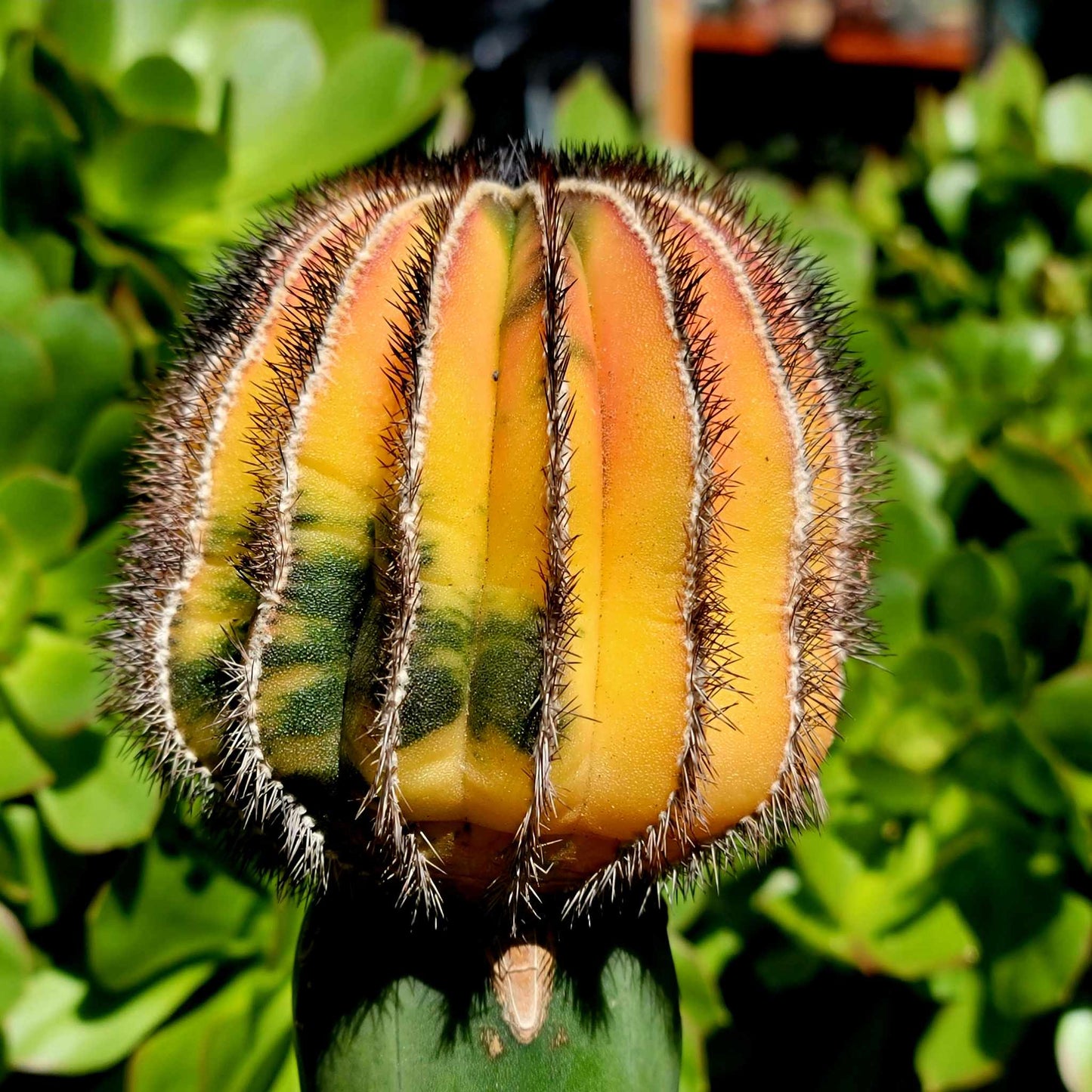 Uebelmannia Pectinifera variegata