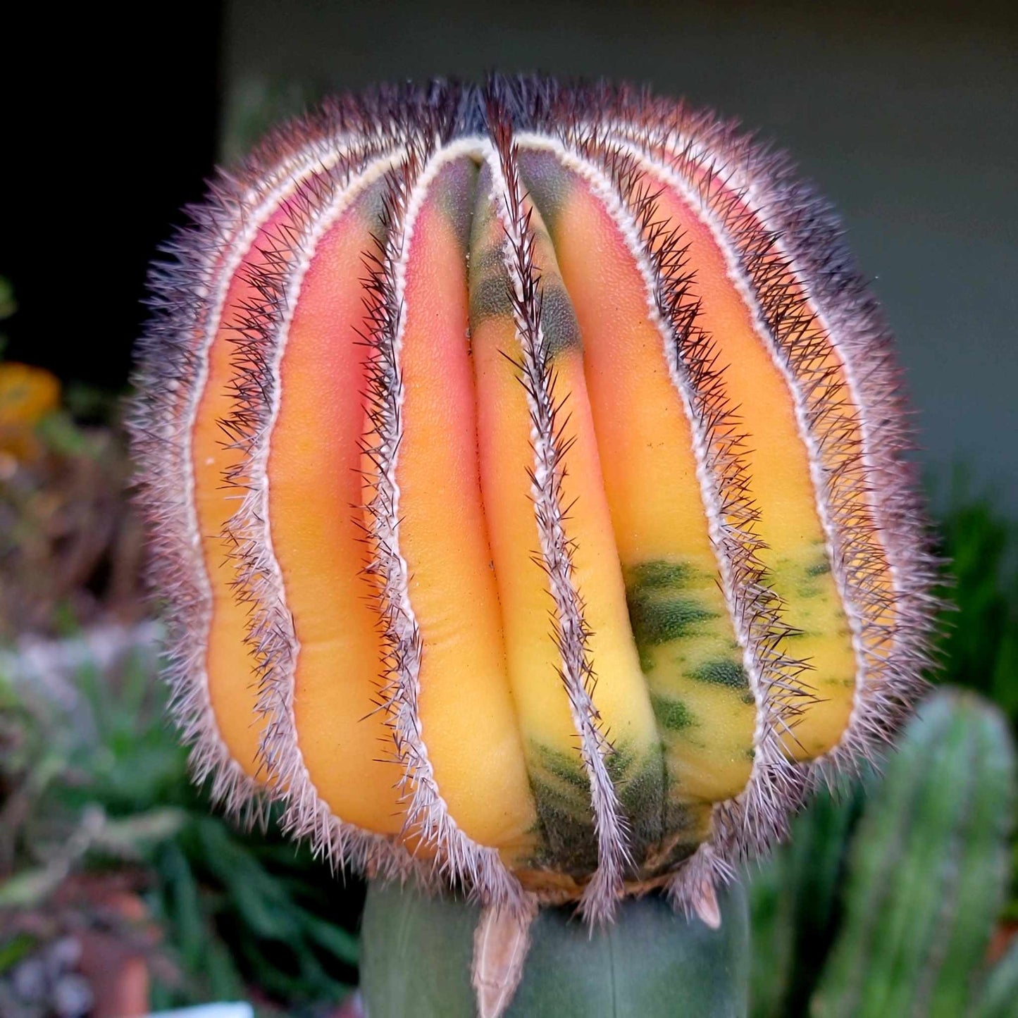 Uebelmannia Pectinifera variegata