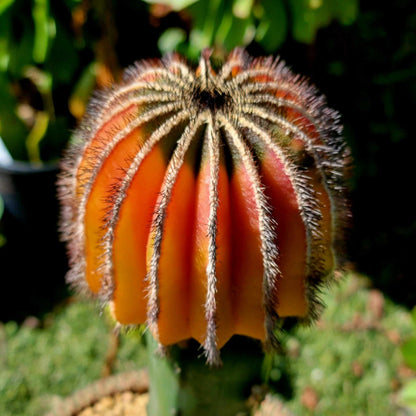 Uebelmannia Pectinifera variegata