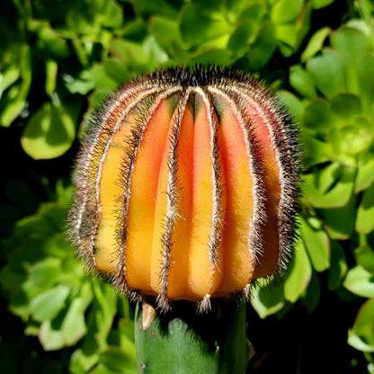 Uebelmannia Pectinifera variegata