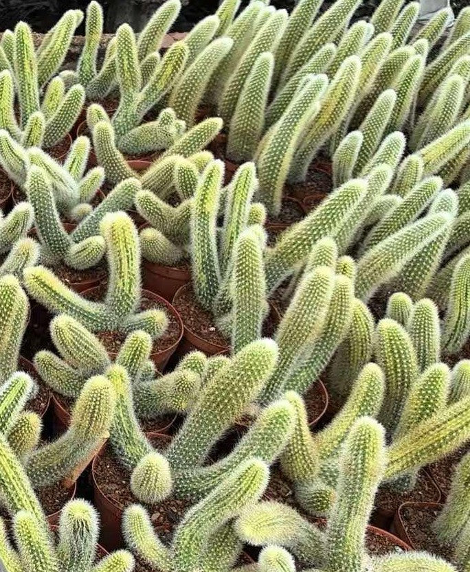 Cleistocactus colademononis variegata - Variegated Monkey Tail Cactus - Large Cluster