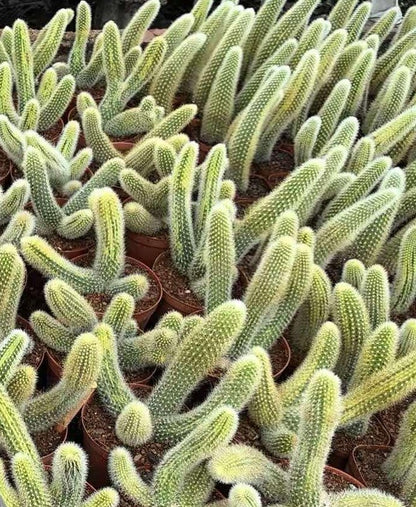 Cleistocactus colademononis variegata - Variegated Monkey Tail Cactus - Large Cluster