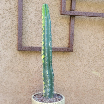 Lemaireocereus pruinosus variegata - 21" Tall!