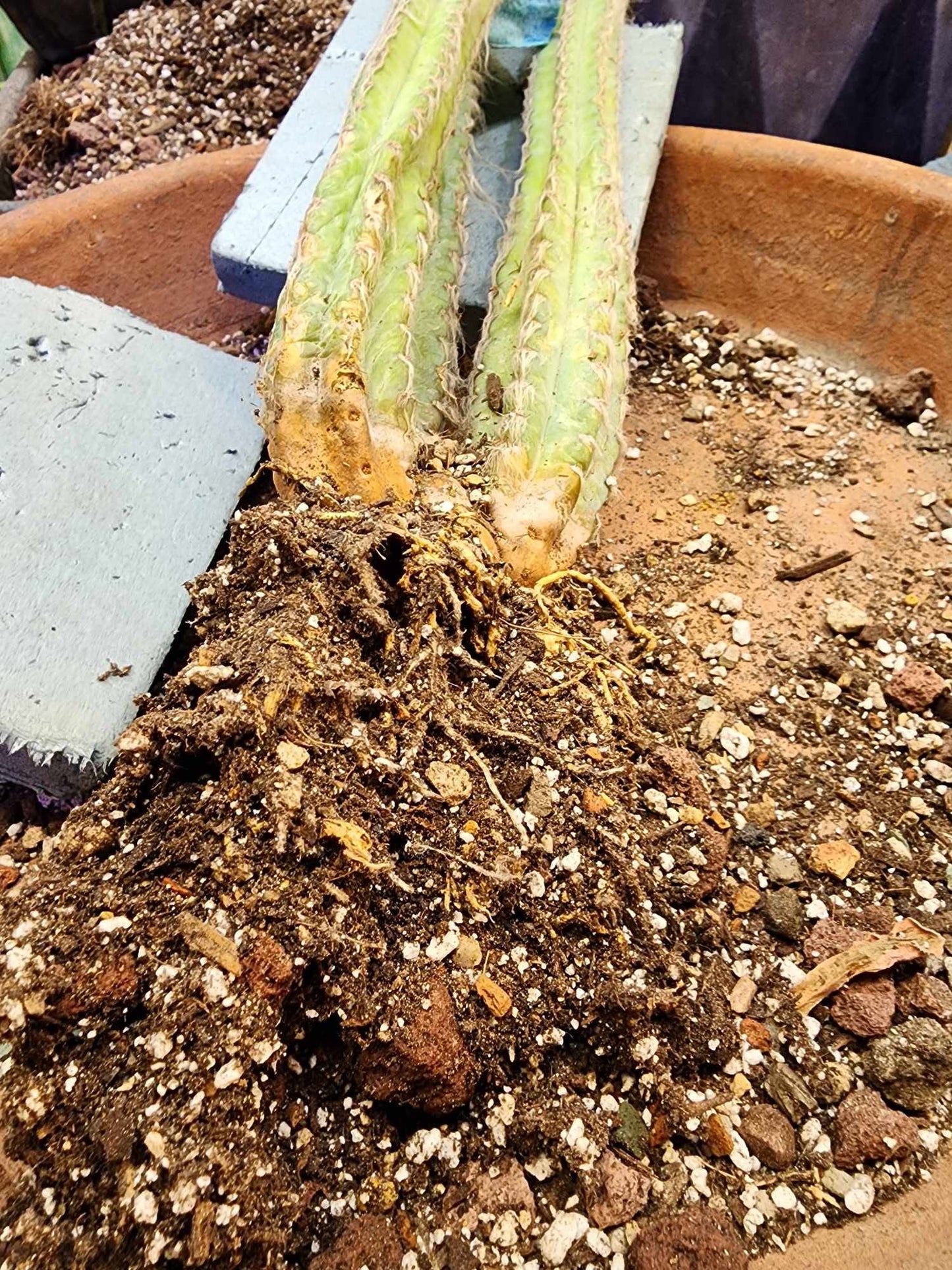 Pilosocereus sp. — Blue Woolly Form - 3 Arms - 16" Tall! Only one!