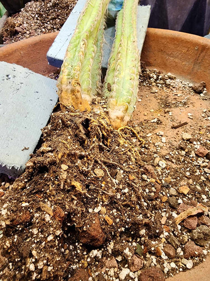 Pilosocereus sp. — Blue Woolly Form - 3 Arms - 16" Tall! Only one!