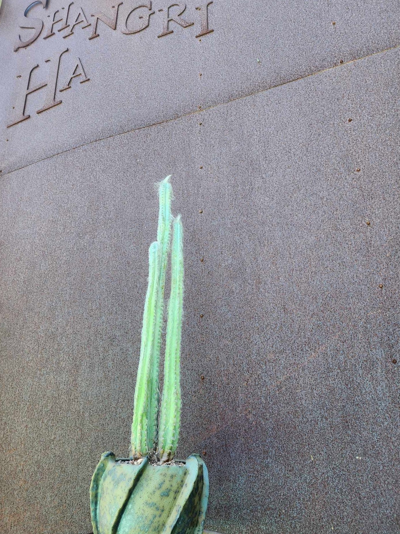 Pilosocereus sp. — Blue Woolly Form - 3 Arms - 16" Tall! Only one!