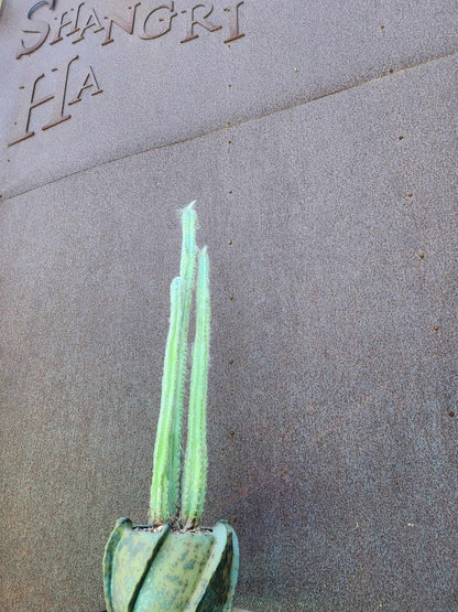 Pilosocereus sp. — Blue Woolly Form - 3 Arms - 16" Tall! Only one!