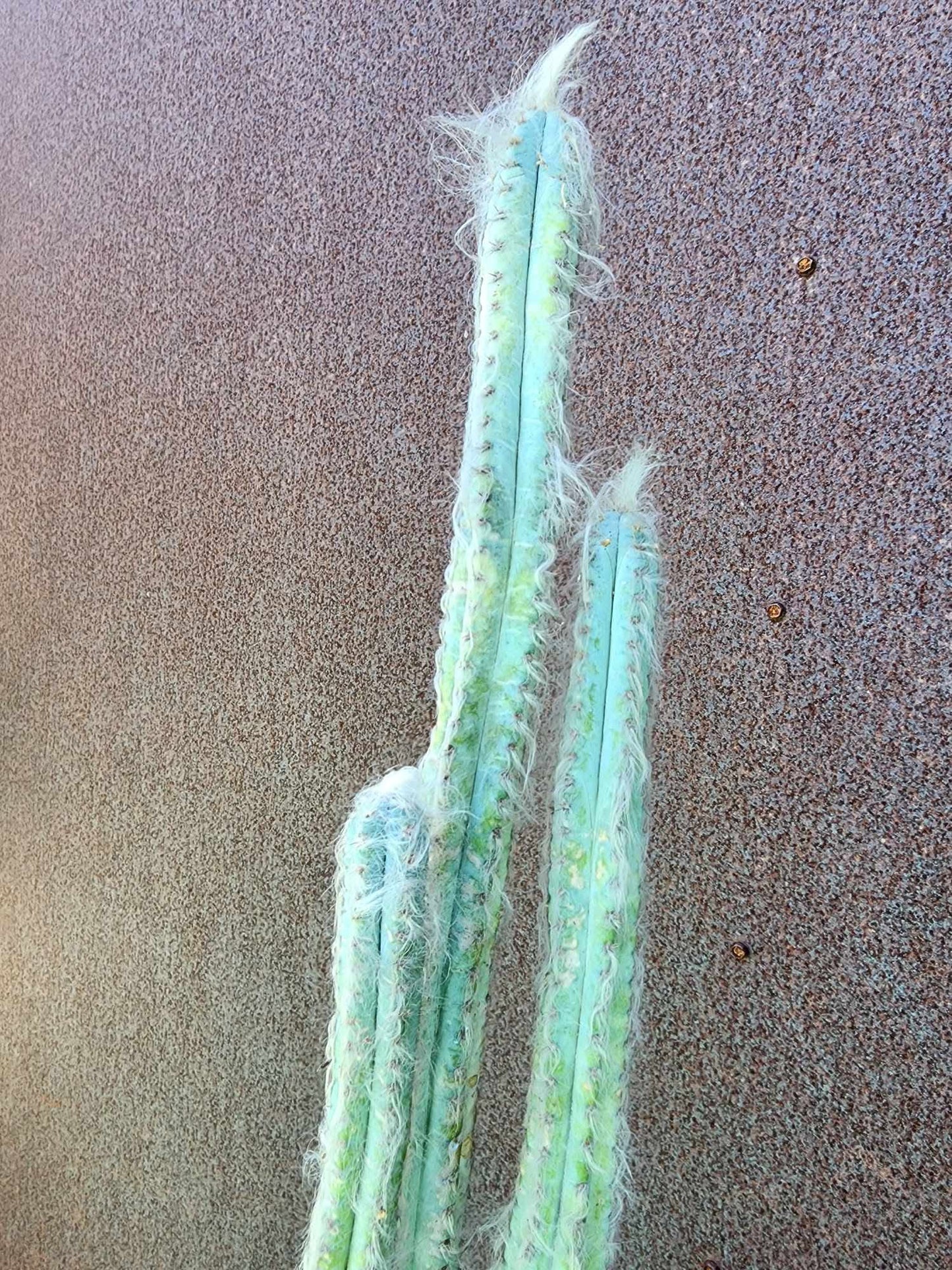 Pilosocereus sp. — Blue Woolly Form - 3 Arms - 16" Tall! Only one!