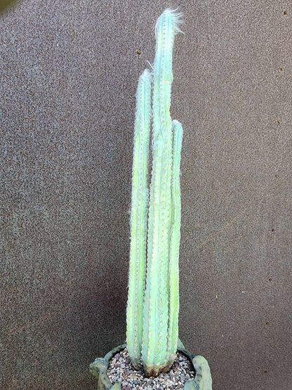 Pilosocereus sp. — Blue Woolly Form - 3 Arms - 16" Tall! Only one!