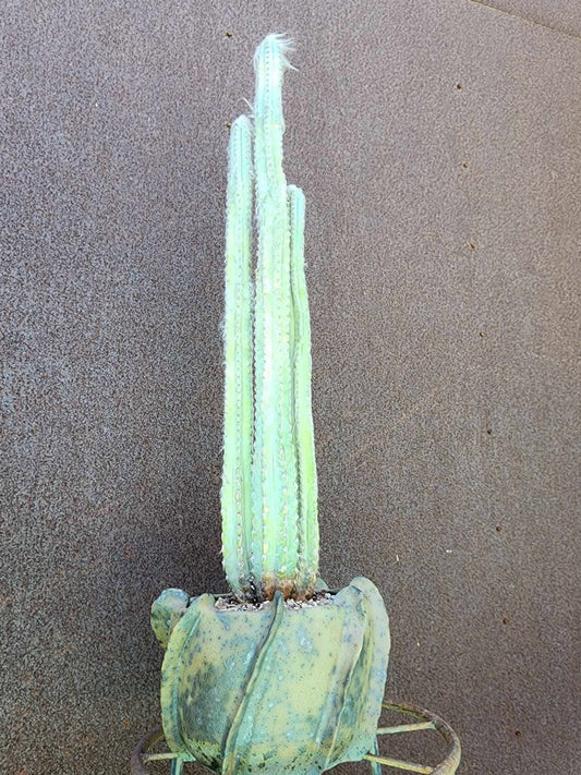Pilosocereus sp. — Blue Woolly Form - 3 Arms - 16" Tall! Only one!