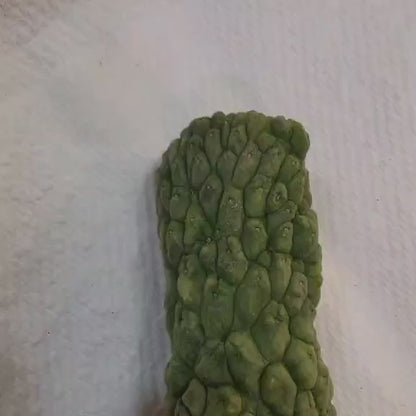 Larryleachia cactiformis - Trichocaulon cactiforme