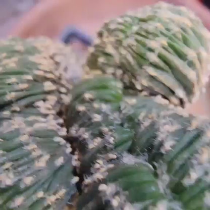 Geohintonia mexicana f. cristata