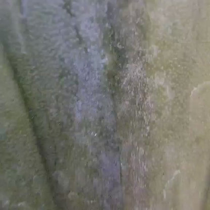 Myrtillocactus geometrizans cv. 'Strictum' f. cristata