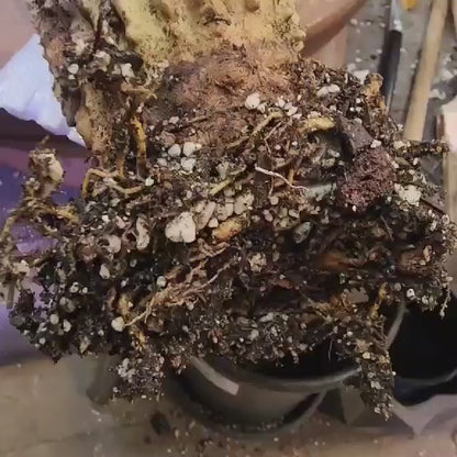 Neobuxbaumia polylopha inermis - 25" Tall! (Last one)