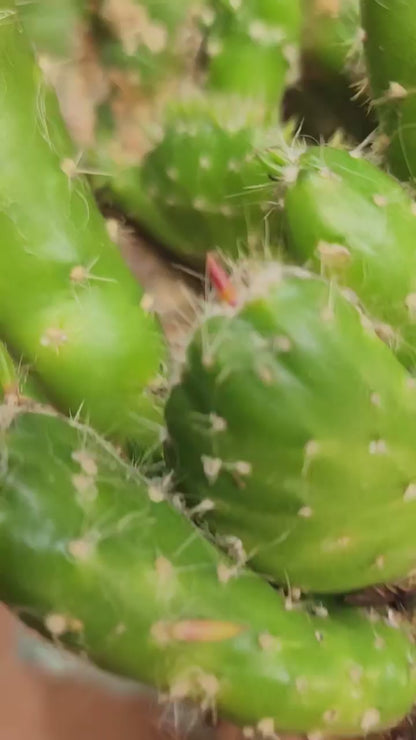 Austrocylindropuntia subulata cristata – Crested Eve's Needle (Private Collection)