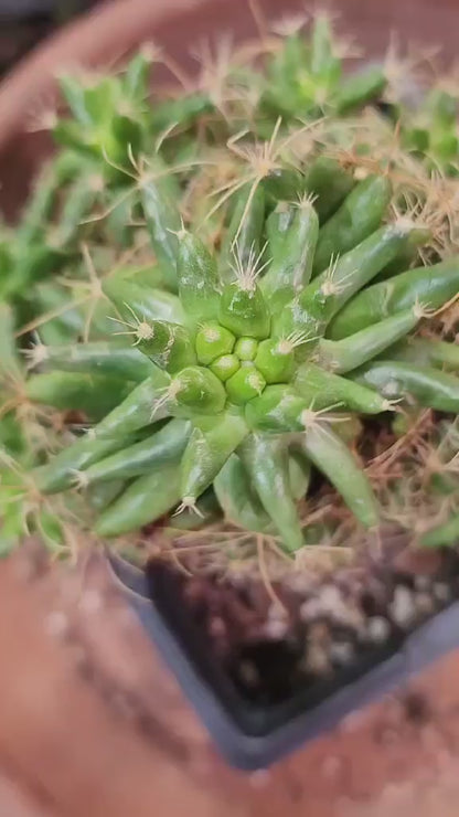 Mammillaria longimamma / Dolichothele longimamma — Large Mature Specimen