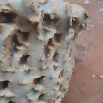 Stenocactus multicostatus - Cluster