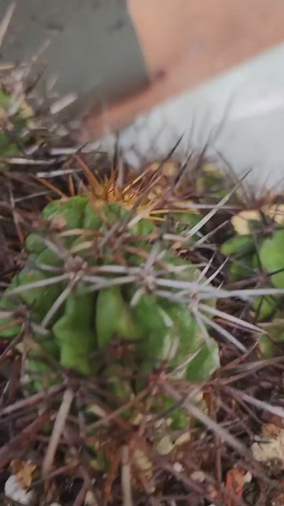 Copiapoa grandiflora - Massive Specimen - Over 50 years old