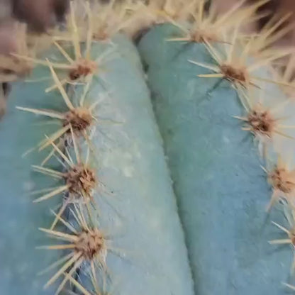 Pilosocereus fulvilanatus