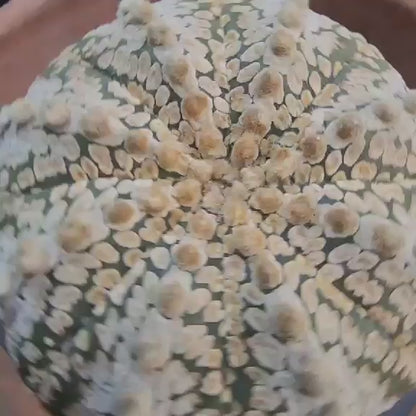 Astrophytum asterias cv. Superkabuto - Old