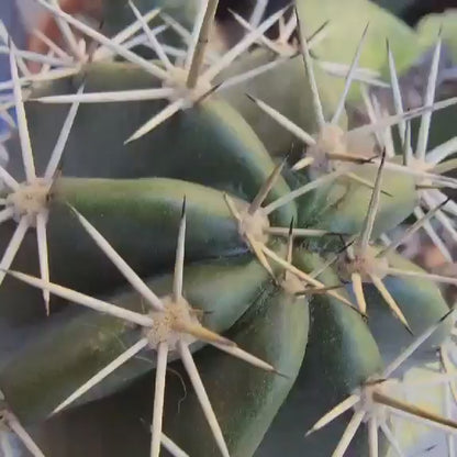 Lemaireocereus pruinosus - BIG! Double-branched! 33" Tall!