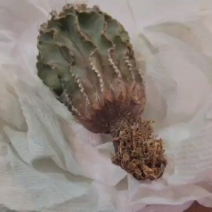 Geohintonia mexicana - Seed Grown - Old