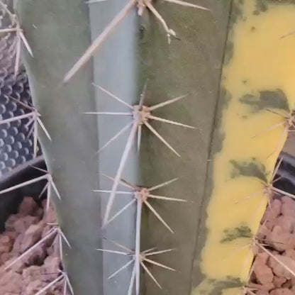 Lemaireocereus pruinosus variegata - HUGE!  4 Feet Tall!