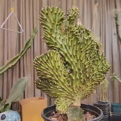 Euphorbia neriifolia cristata variegata