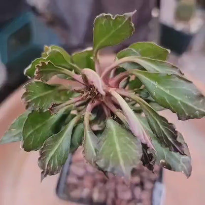 Monadenium schubei ‘Tanzania Red’