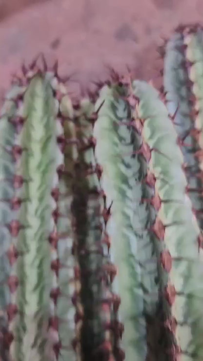 Euphorbia confinalis subsp. rhodesia variegata 'Zebra' x 4