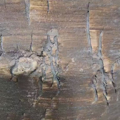 Myrtillocactus geometrizans variegata monstrose