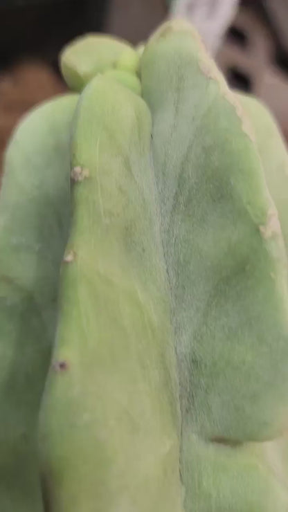 Lophocereus schottii var. monstrose - Totem Pole Cactus