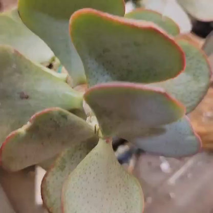 Crassula arborescens - Silver Dollar Jade