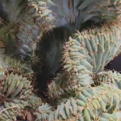Myrtillocactus geometrizans f. cristata – Crested Blue Myrtle - BIG!