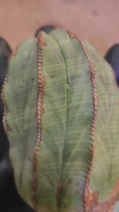 Euphorbia obesa