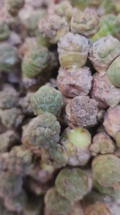 Puna Bonnieae - Maihueniopsis bonnieae
