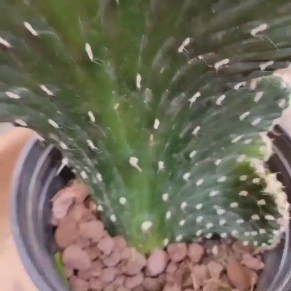 Austrocylindropuntia subulata cristata – Crested Eve's Needle