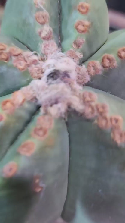 Astrophytum myriostigma v nudum f. variegata - Variegated Bishop's Cap - BIG!