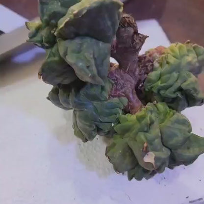 Astrophytum Myriostigma var Nudum cv. Kikko - 5 Heads