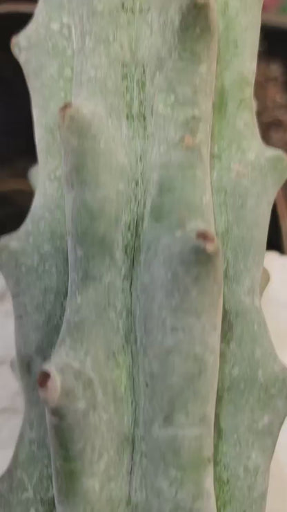 Stenocereus beneckei f. inermis - 3 Feet Tall!