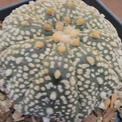 Astrophytum asterias cv. Superkabuto